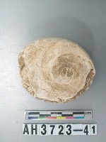 藏品(小型螺蓋製貝刮器)的圖片